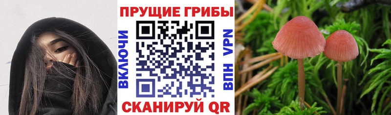 Псилоцибиновые грибы Cubensis  дарнет шоп  Новоржев 